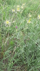 Centaurea reflexa