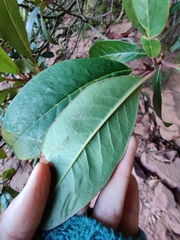 Quintinia sieberi