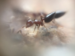 Crematogaster