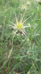 Centaurea reflexa
