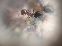 Crematogaster