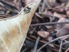 Salticidae