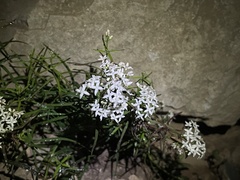 Galium linearifolium