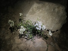 Galium linearifolium