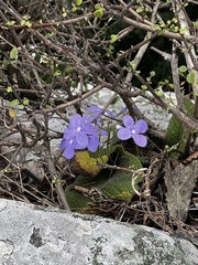 Streptocarpus polyanthus