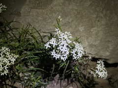 Galium linearifolium