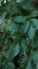 Sambucus nigra