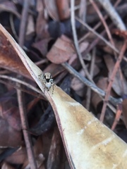 Salticidae