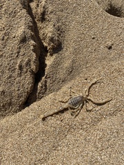 Aegaeobuthus cyprius