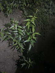 Periploca sepium