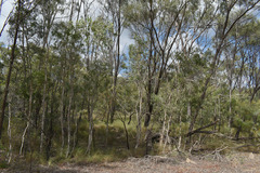 Melaleuca nervosa
