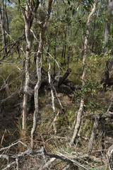 Melaleuca nervosa