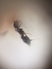 Crematogaster rothneyi