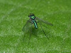 Chrysosoma globiferum