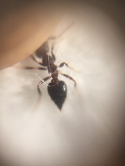 Crematogaster rothneyi