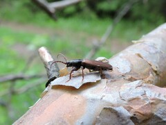 Tetropium castaneum