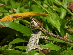 Dryophiops rubescens