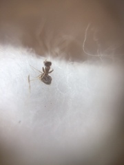 Tapinoma melanocephalum