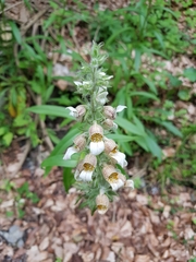 Digitalis lanata