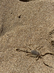 Aegaeobuthus cyprius