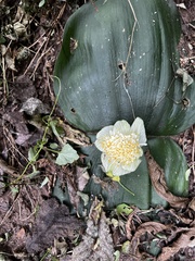 Haemanthus deformis