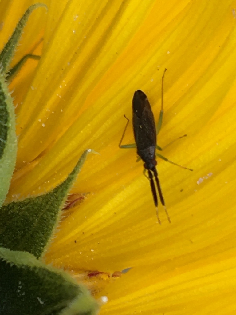 thick antennae plant bug from Owlwood Lane, York, England, GB on June