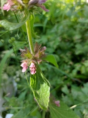 Stachys alpina