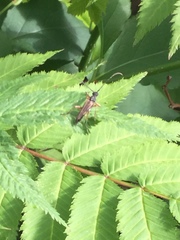 Lepturini
