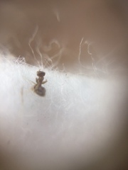 Tapinoma melanocephalum