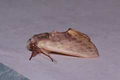 Hemiceras pallidula