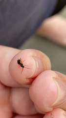 Ichneumonidae
