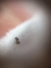 Tapinoma melanocephalum