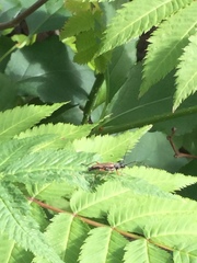 Lepturini
