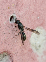 Microdynerus