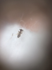 Tapinoma melanocephalum