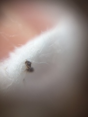 Tapinoma melanocephalum