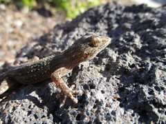 Tarentola angustimentalis