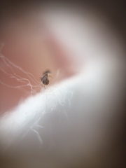 Tapinoma melanocephalum