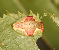 Heterogenea asella