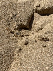 Aegaeobuthus cyprius