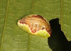 Heterogenea asella