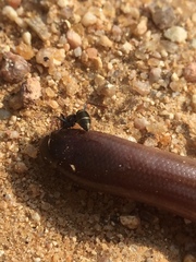 Indotyphlops braminus