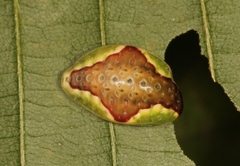 Heterogenea asella