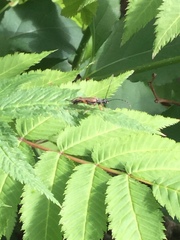 Lepturini