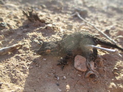 Tarentola angustimentalis