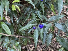 Psychotria leiocarpa