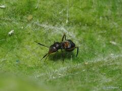 Pilophorus alstoni