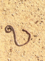 Indotyphlops braminus