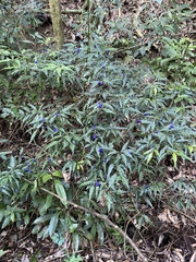 Psychotria leiocarpa