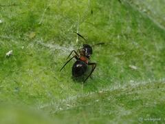 Pilophorus alstoni